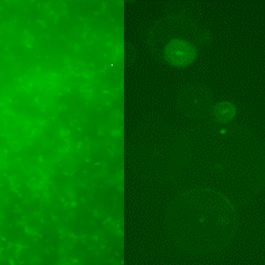 Mit funktionellen Polyoxazolinen ausgerüstete Textilien leuchten nicht. © DTNW