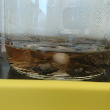 Aspergillus niger besiedelt CFK-Stücke, um die enthaltenen Carbonfasern von der umgebenden Matrix zu befreien.