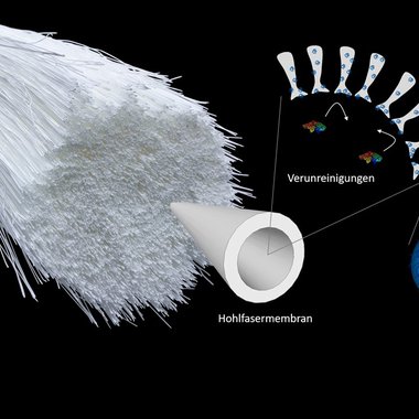 Rasterelektronenmikroskop-Aufnahme des Querschnitts einer Polyethersulfon-Flachmembran mit immobilisierten Mikrogelen.