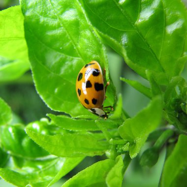 Pflanzenschutz kann auch ohne Folie auskommen: Ein EU-Forschungsprojekt setzt auf haltbare Textilien aus Pflanzenfasern