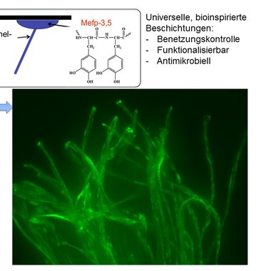 Inspiriert durch die adhaesiven Catecholgruppen des Muschelfadens gelingt es, dauerhafte, wasserbasierte, sowie universell haftende und funktionale Beschichtun