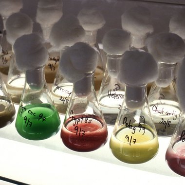 Microalgae cultures in the CSIRO Microalgae Collection laboratory.