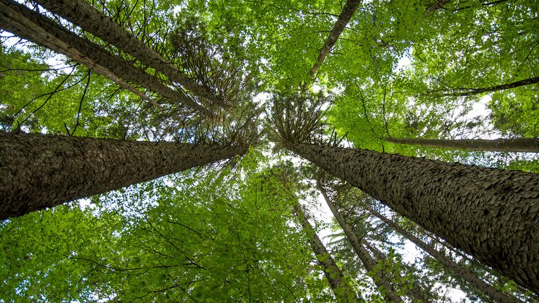 Blick vom Waldboden aus nach oben in die Baumkronen.